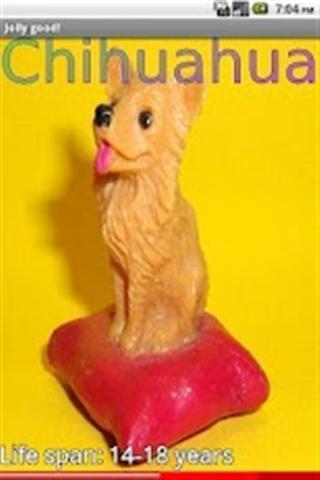 小狗狗的品种(4)