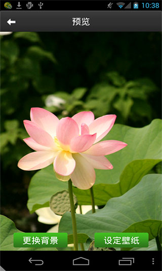 清涟之莲动态壁纸v1.0(1)